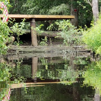 Savannah Canoe & Kayak - There's an alligator on the log... Can you see it? - Tours Near Me - Savannah, Georgia