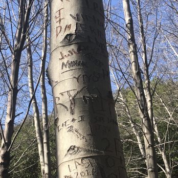 North Etiwanda Preserve - Nearly every tree scarred. - Hiking Near Me - Rancho Cucamonga, California
