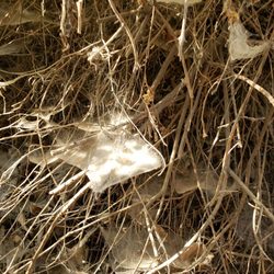 Chamna Natural Preserve - Spider webs.