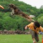 Photo of Sirius Play Dog Training