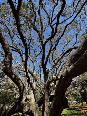 Fort Matanzas National Monument by null