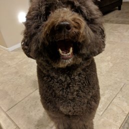 My mouth isn't crooked they just cut me like this. My hair on top looks just as bad. Luckily my owner won't bring me back. Please don't. My mouth isn't crooked they just cut me like this. My hair on top looks just as bad. Luckily my owner won't bring me back. Please don't.