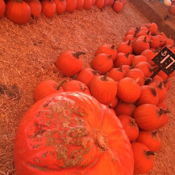 Acostas Pumpkin Patch and Christmas Trees - Christmas Trees Near Me - Redondo Beach, California Acostas Pumpkin Patch and Christmas Trees - Christmas Trees Near Me - Redondo Beach, California
