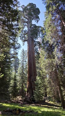 Kings Canyon National Park by null