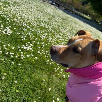 Lesha's Dog Grooming - A little walk around Ruston before our stop. - Pet Groomers Near Me - Tacoma, Washington