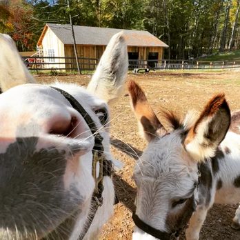 From the Woods Farm - Our donkeys: Connie & Dingle - Christmas Trees Near Me - Canton, Connecticut