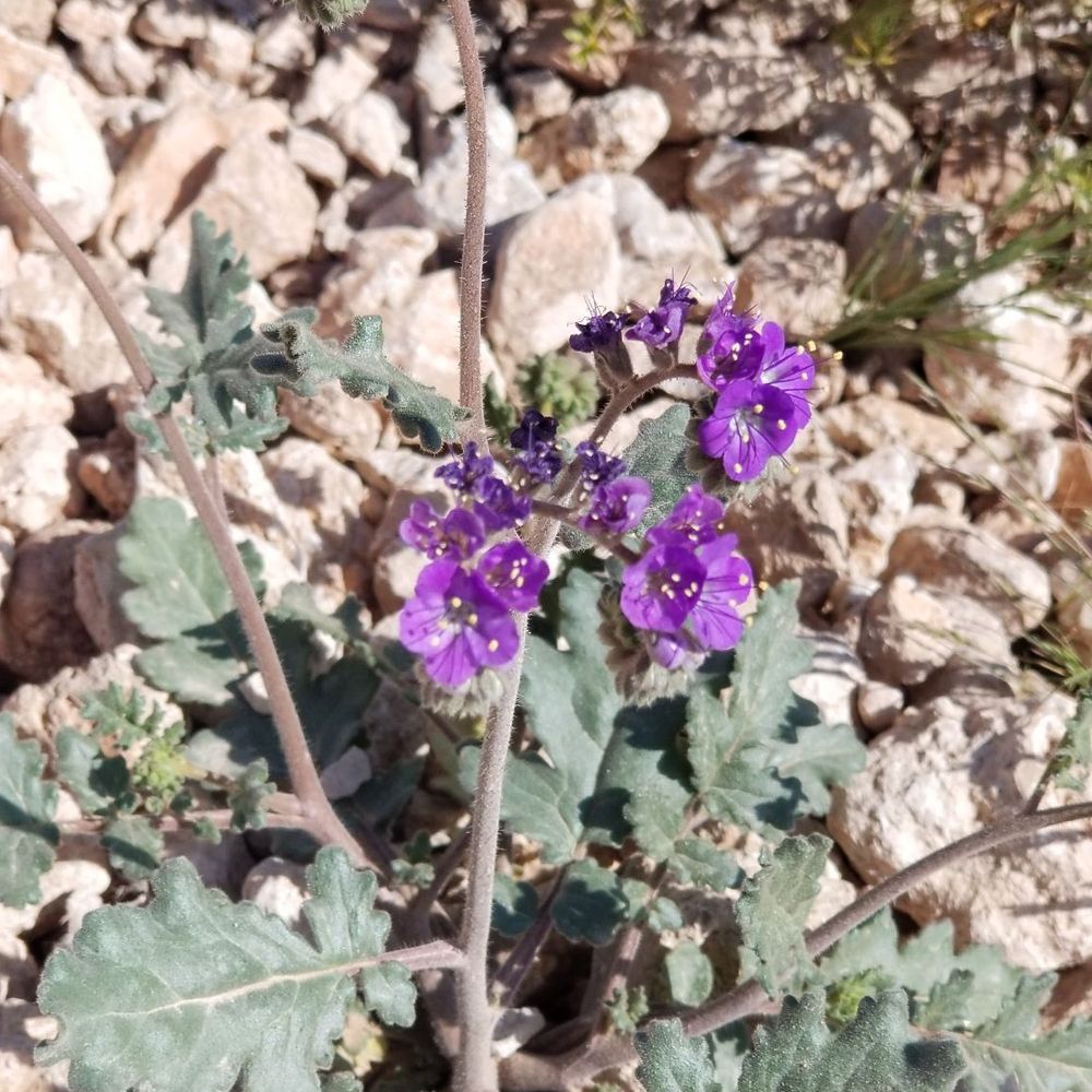 James Brown Trail - Hiking Near Me - Las Vegas, Nevada James Brown Trail - Hiking Near Me - Las Vegas, Nevada
