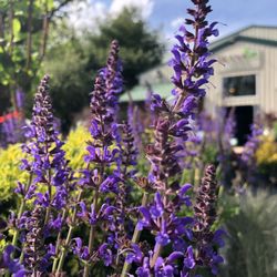 Ekana Nursery & Landscaping - This perennial Salvia is beautiful!