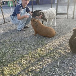 Sunset Sitting Services and Petting Zoo - Penelope learning tricks!
