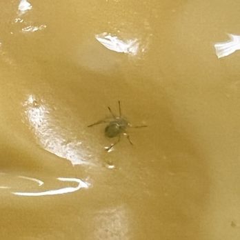 Wendy's - Bugs in the cheese. - Fast Food Near Me - Honolulu, Hawaii Wendy's - Bugs in the cheese. - Fast Food Near Me - Honolulu, Hawaii