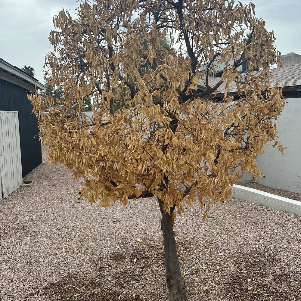 Valley Tree Care - Another dead tree - Tree Services Near Me - Phoenix, Arizona Valley Tree Care - Another dead tree - Tree Services Near Me - Phoenix, Arizona