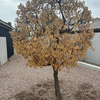 Valley Tree Care - Another dead tree - Tree Services Near Me - Phoenix, Arizona Valley Tree Care - Another dead tree - Tree Services Near Me - Phoenix, Arizona