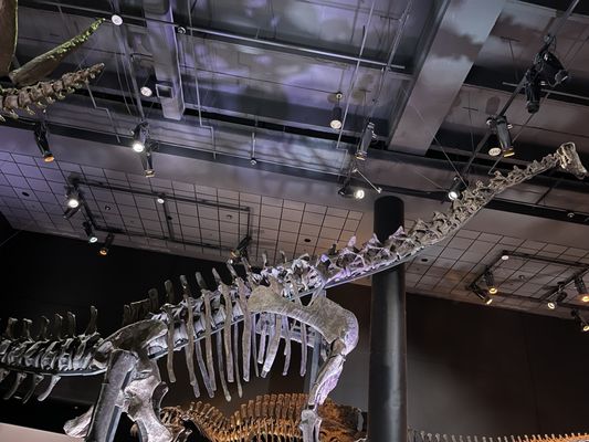Houston Museum of Natural Science by null