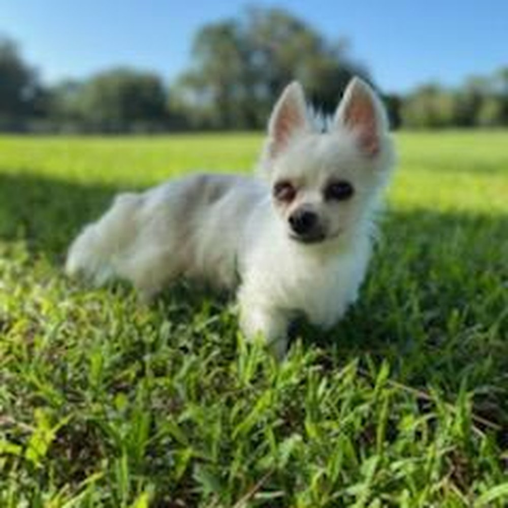 Vintage Paws Sanctuary - Peluche! My Spanish name means "stuffed toy" which describes me perfectly! I LOVE to cuddle and could lay on your lap all day. - Community Service/Non-Profit Near Me - Sarasota, Florida