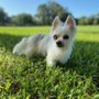 Photo of Vintage Paws Sanctuary