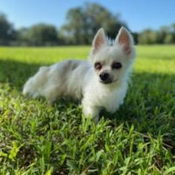 Vintage Paws Sanctuary - Peluche! My Spanish name means "stuffed toy" which describes me perfectly! I LOVE to cuddle and could lay on your lap all day.