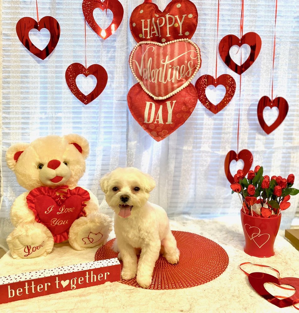 Bath Animal Hospital 46 Reviews Veterinarians 2125 Bath Ave, Bath