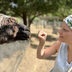 Canzelle Alpacas - Feeding the llama!