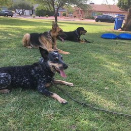Rose behaving so nicely at group class Rose behaving so nicely at group class