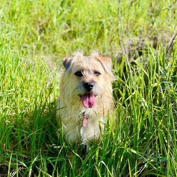 Bar K9 Dog Training - Pet Training Near Me Bar K9 Dog Training - Pet Training Near Me