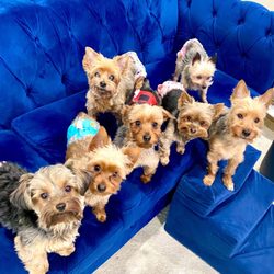 Paw Spa - Left to right in the front: Prada, Armani, Hermes, Gabbana and Louis V . Back row left to right: Dior and Chanel.