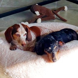 The 2 doggos The 2 doggos