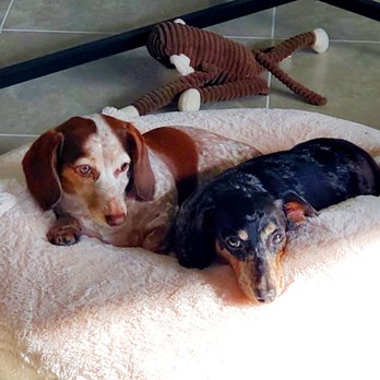 The Animalife Veterinary Center - The 2 doggos - Veterinarians Near Me - Naples, Florida The Animalife Veterinary Center - The 2 doggos - Veterinarians Near Me - Naples, Florida
