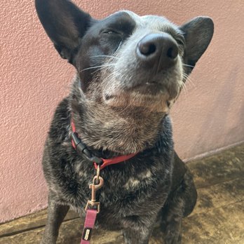 Aztec Animal Clinic - My Beso B - Veterinarians Near Me - Albuquerque, New Mexico