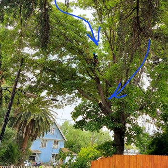 Jaime Jr Tree Service - Tree Services Near Me Jaime Jr Tree Service - Tree Services Near Me