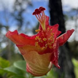 Island of Hawaii - Hawaiian Paradise Park