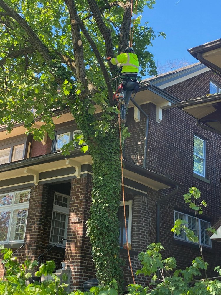 OUT ON A LIMB TREE - Updated July 2026 - Canonsburg, Pennsylvania ...