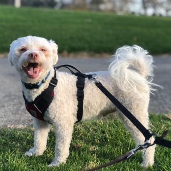 cats and dogs vet long beach