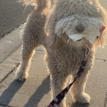 ShamPooches - sweet girl high fluffy tail before grooming with her baby - Pet Groomers Near Me - San Ramon, California ShamPooches - sweet girl high fluffy tail before grooming with her baby - Pet Groomers Near Me - San Ramon, California