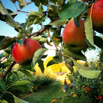 Masker Orchards - Apple harvest with a million others.... - Fruits & Veggies Near Me - Warwick, New York