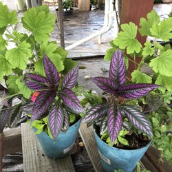 Betel Gardening Center