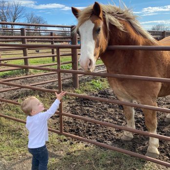 Wolf Creek Ranch - Sammy loves the "puppies" (what he calls all the horses) - Venues & Event Spaces Near Me - Pawhuska, Oklahoma Wolf Creek Ranch - Sammy loves the "puppies" (what he calls all the horses) - Venues & Event Spaces Near Me - Pawhuska, Oklahoma