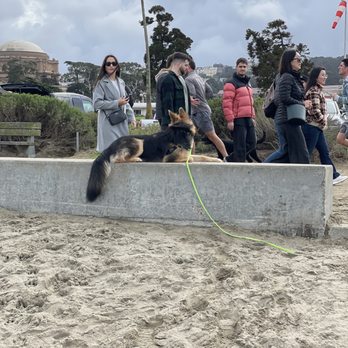 Dog Gone Good! - Ari successfully "staying" at Chrissy Field during Outdoor Advanced Class. - Pet Training Near Me Dog Gone Good! - Ari successfully "staying" at Chrissy Field during Outdoor Advanced Class. - Pet Training Near Me
