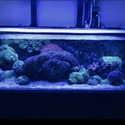 Rainforest Marine Aquatics - 85 G Reef Tank