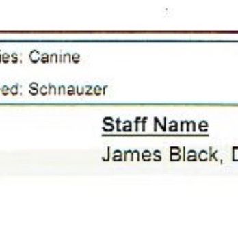 I Shih-Tzu Knot - Invoice - Pet Groomers Near Me