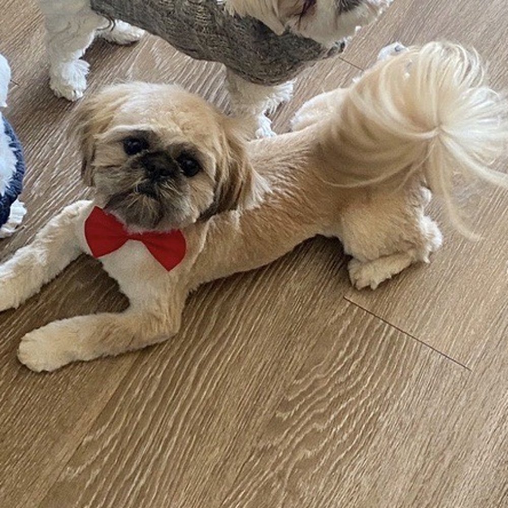 Perfect Paws Pet Salon - Pet Groomers Near Me - Littleton, Colorado Perfect Paws Pet Salon - Pet Groomers Near Me - Littleton, Colorado