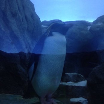 Wilder Institute Calgary Zoo - Penguin area - Zoos Near Me - Calgary, Alberta Wilder Institute Calgary Zoo - Penguin area - Zoos Near Me - Calgary, Alberta