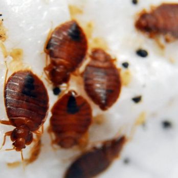 J Neary Pest Control - Bed bugs - Pest Control Near Me J Neary Pest Control - Bed bugs - Pest Control Near Me