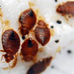 J Neary Pest Control - Bed bugs
