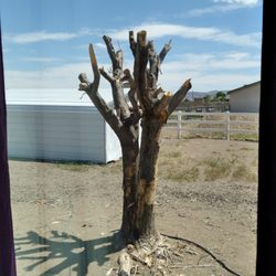 Jason Gilbert Tree Care