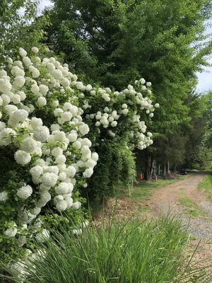 Wollam Gardens by null