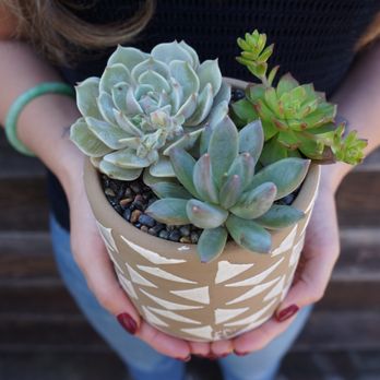 Desert Rose Succulents - Florists Near Me Desert Rose Succulents - Florists Near Me