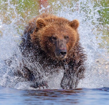 Expeditions Alaska by null