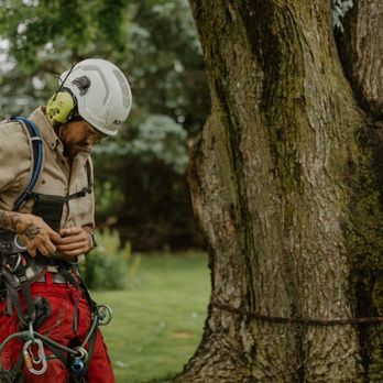 Eaton Tree Solutions - 2 - Tree Services Near Me - York, Ontario Eaton Tree Solutions - 2 - Tree Services Near Me - York, Ontario