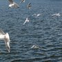 Photo of Rummelsburger Bucht