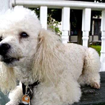 Carter Dog Boarding - Preston - Dog Walkers Near Me - Waterford, New York Carter Dog Boarding - Preston - Dog Walkers Near Me - Waterford, New York